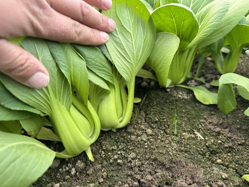 上海青，小油菜，四川，陆地大面积上市。