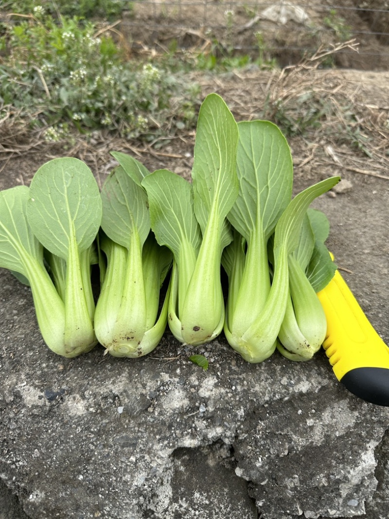 上海青，小油菜，四川，陆地大面积上市。