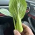 上海青，小油菜，四川，陆地大面积上市。