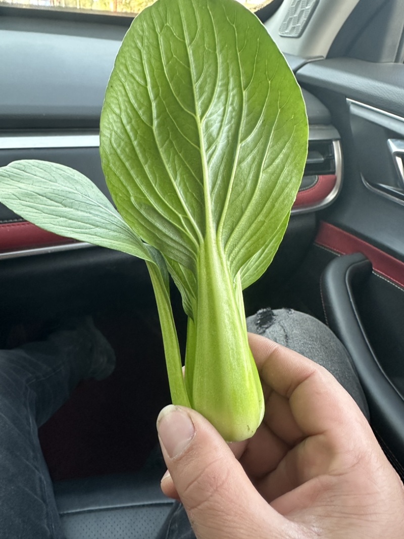 上海青，小油菜，四川，陆地大面积上市。
