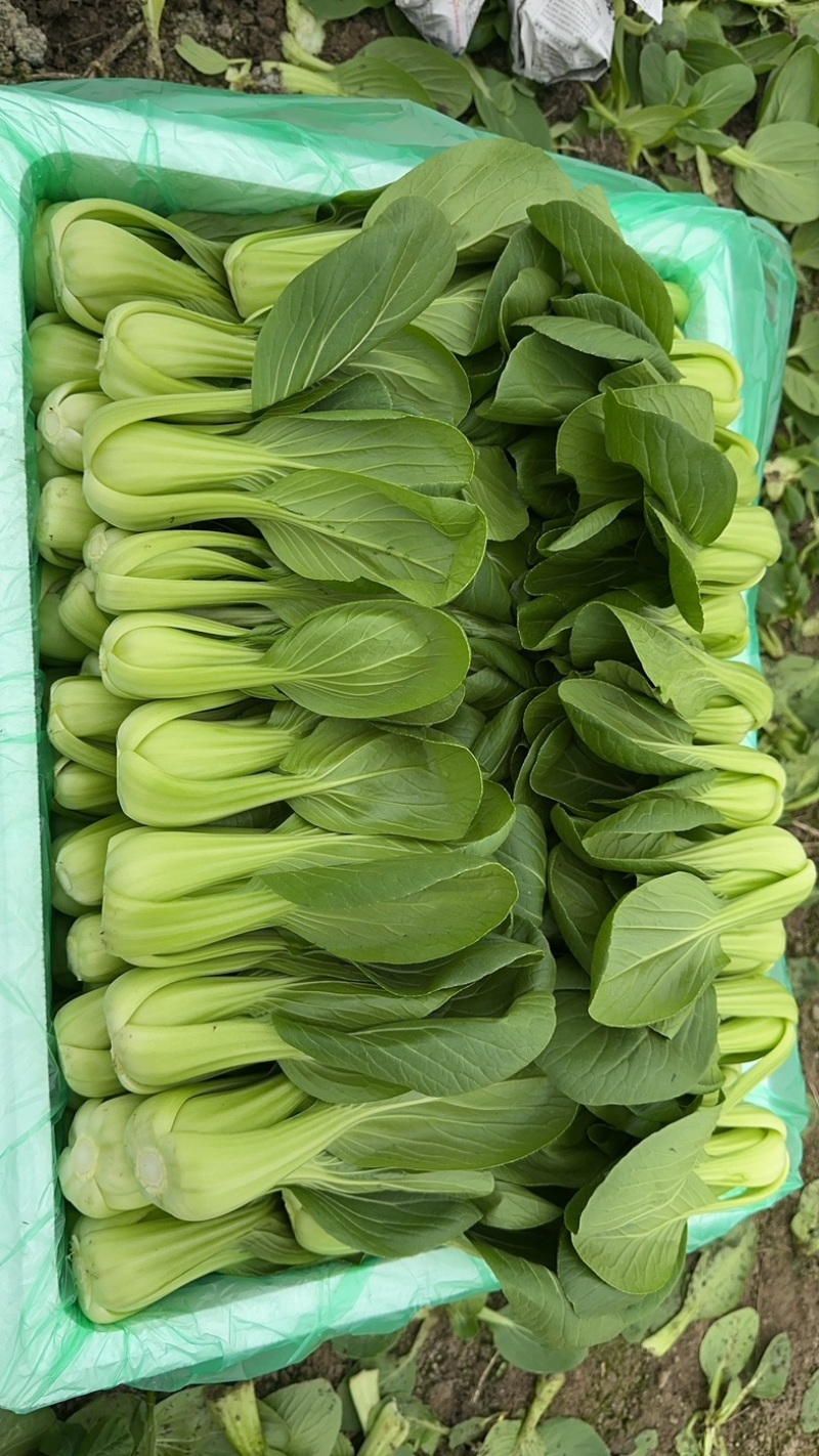 上海青，小油菜，四川，陆地大面积上市。
