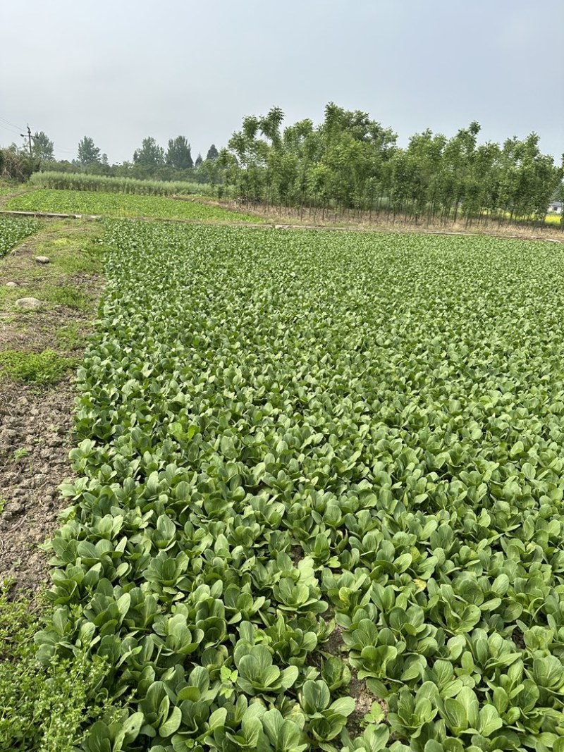 上海青，小油菜，四川，陆地大面积上市。