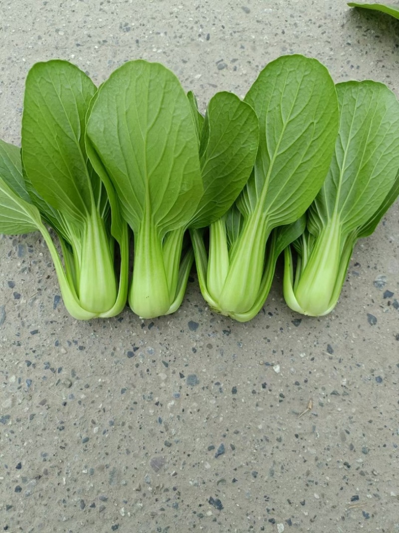 上海青，油菜，四川，陆地，大量上市，欢迎咨询。
