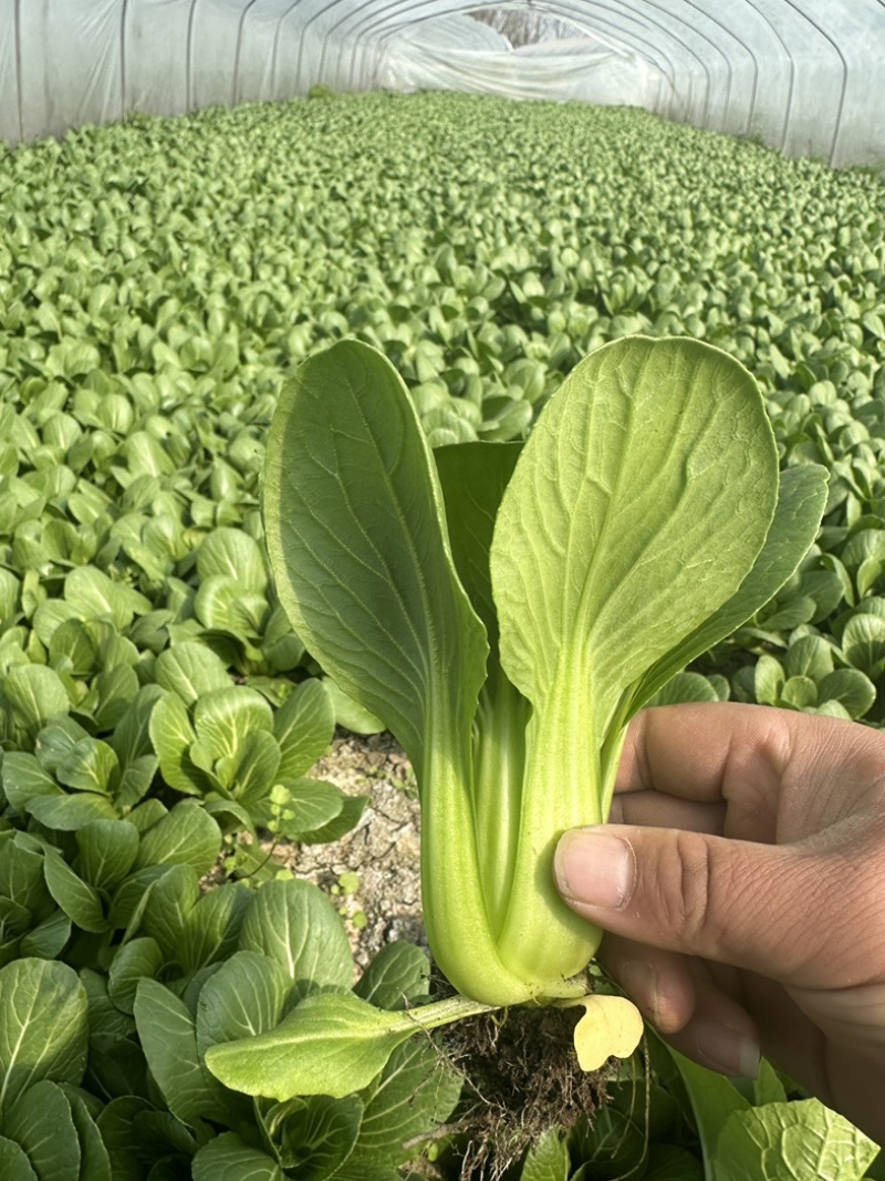 上海青，油菜，四川，陆地，大量上市，欢迎咨询。