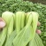 上海青，油菜，四川，陆地，大量上市，欢迎咨询。