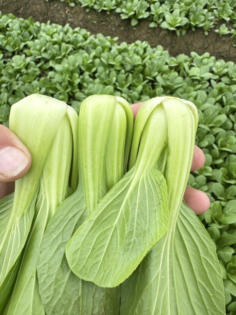上海青，油菜，四川，陆地，大量上市，欢迎咨询。