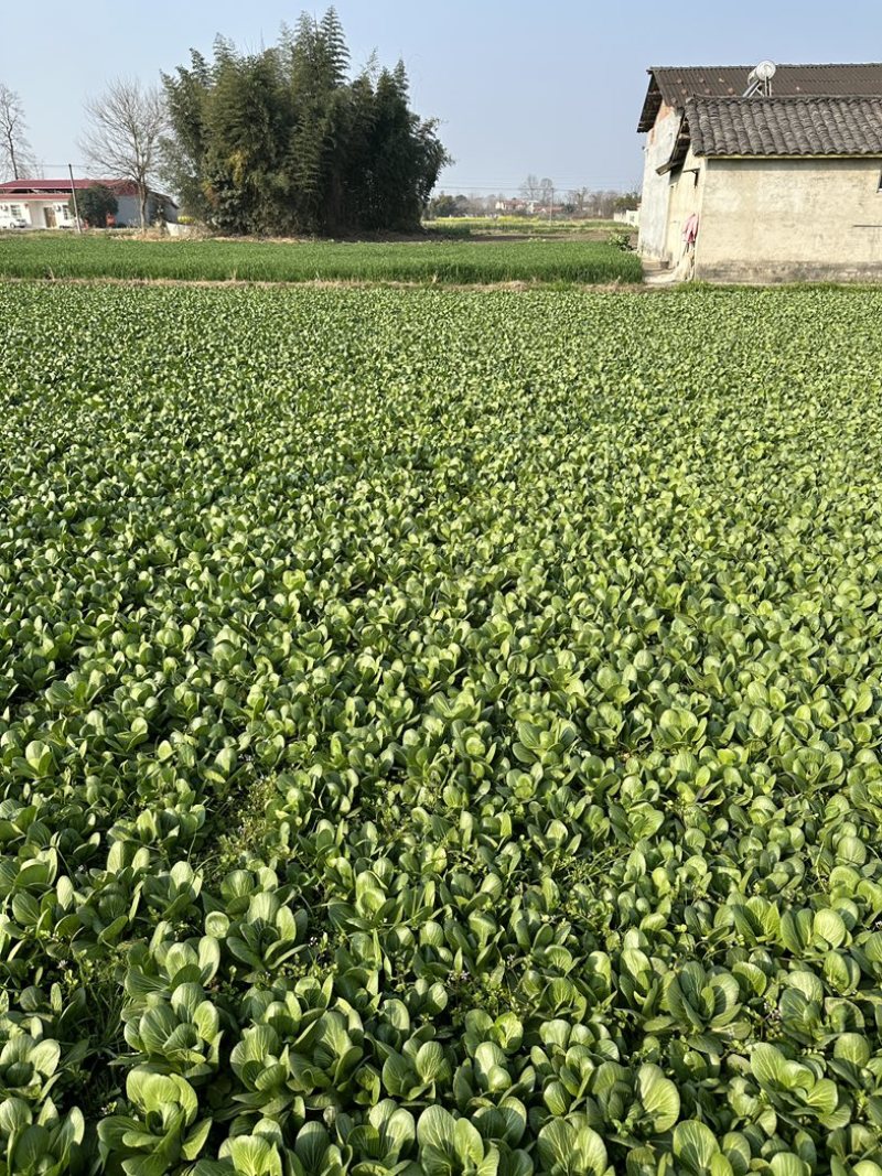 上海青，油菜，四川，陆地，大量上市，欢迎咨询。