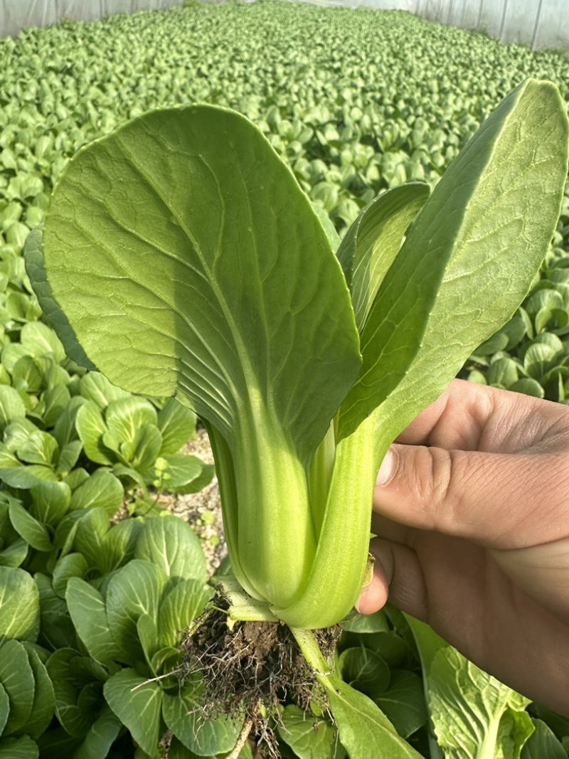 上海青，油菜，四川，陆地，大量上市，欢迎咨询。
