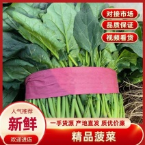 河南滑县万亩蔬菜基地，大叶菠菜大量上市中，欢迎前来选购