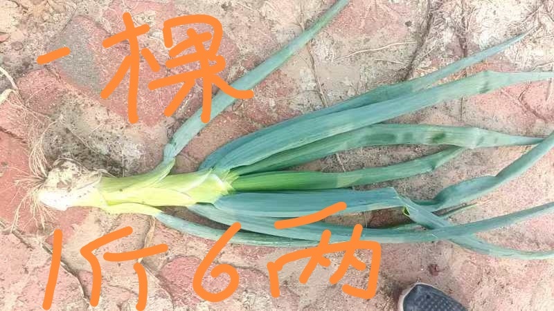 河北省石家庄无极县高头乡北虎村百万斤鸡腿大葱