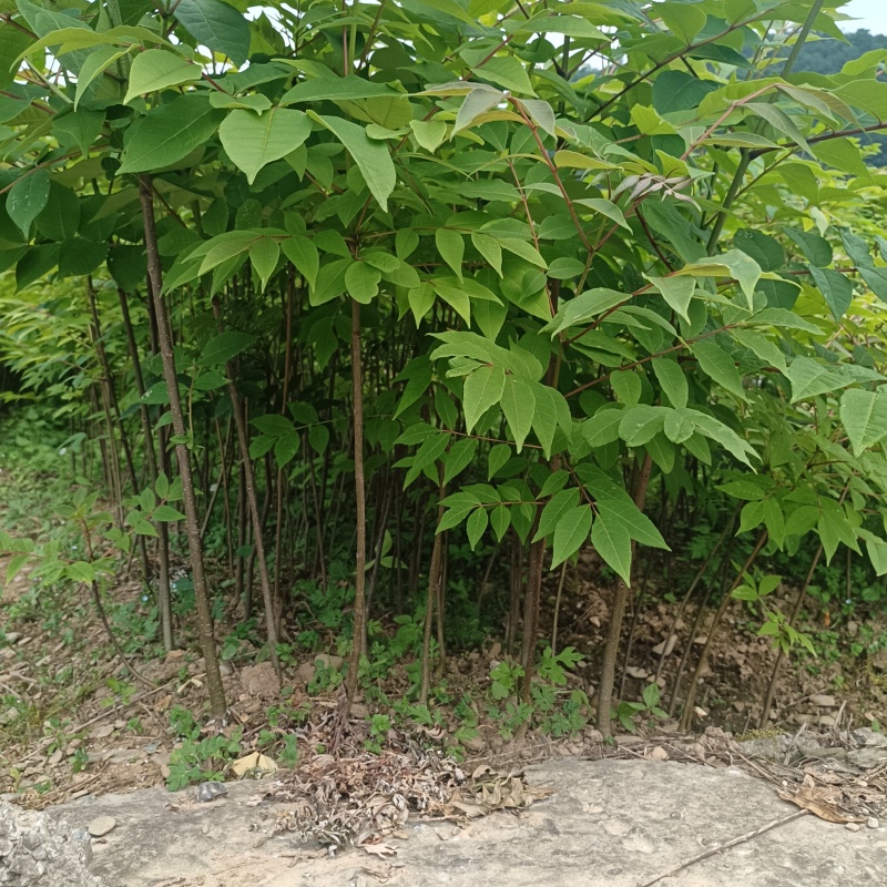 黄柏