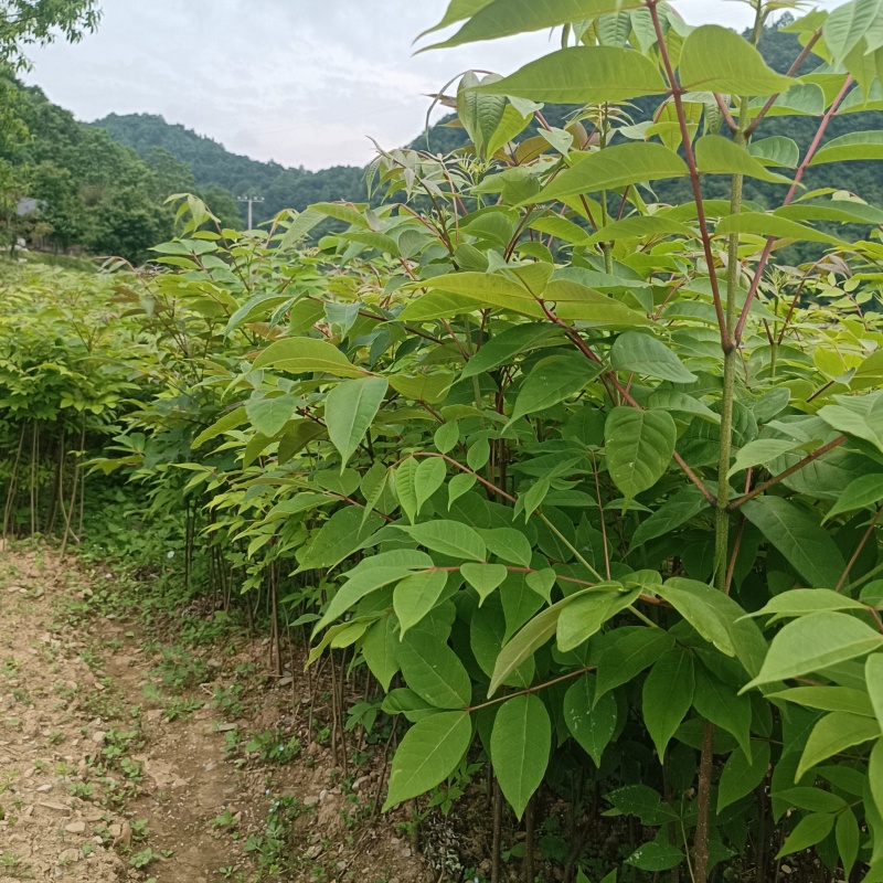 黄柏