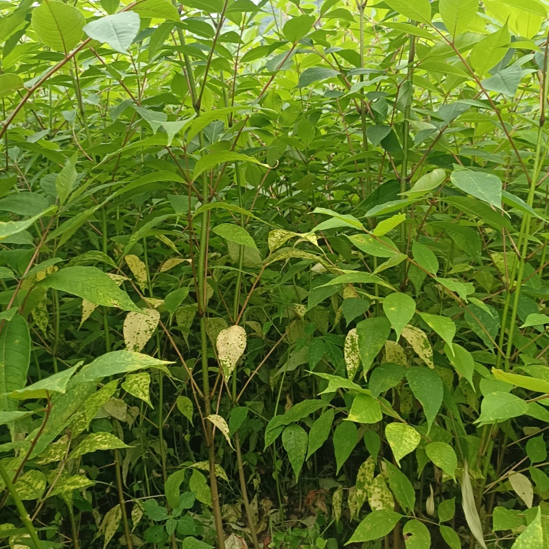 黄柏