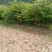 黄柏