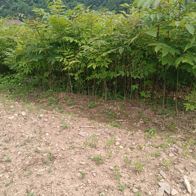 黄柏