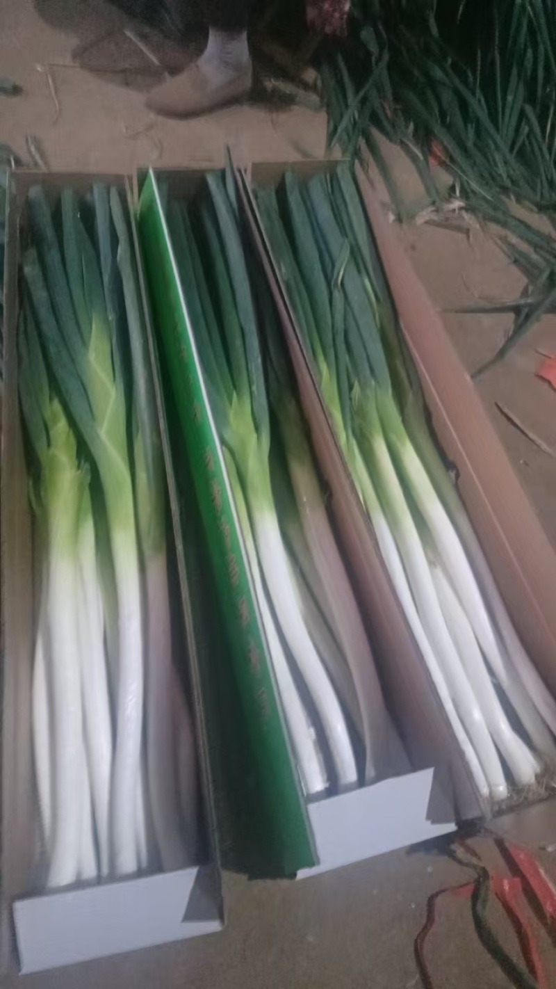 章丘大葱精品大葱毛葱葱白45---60公分