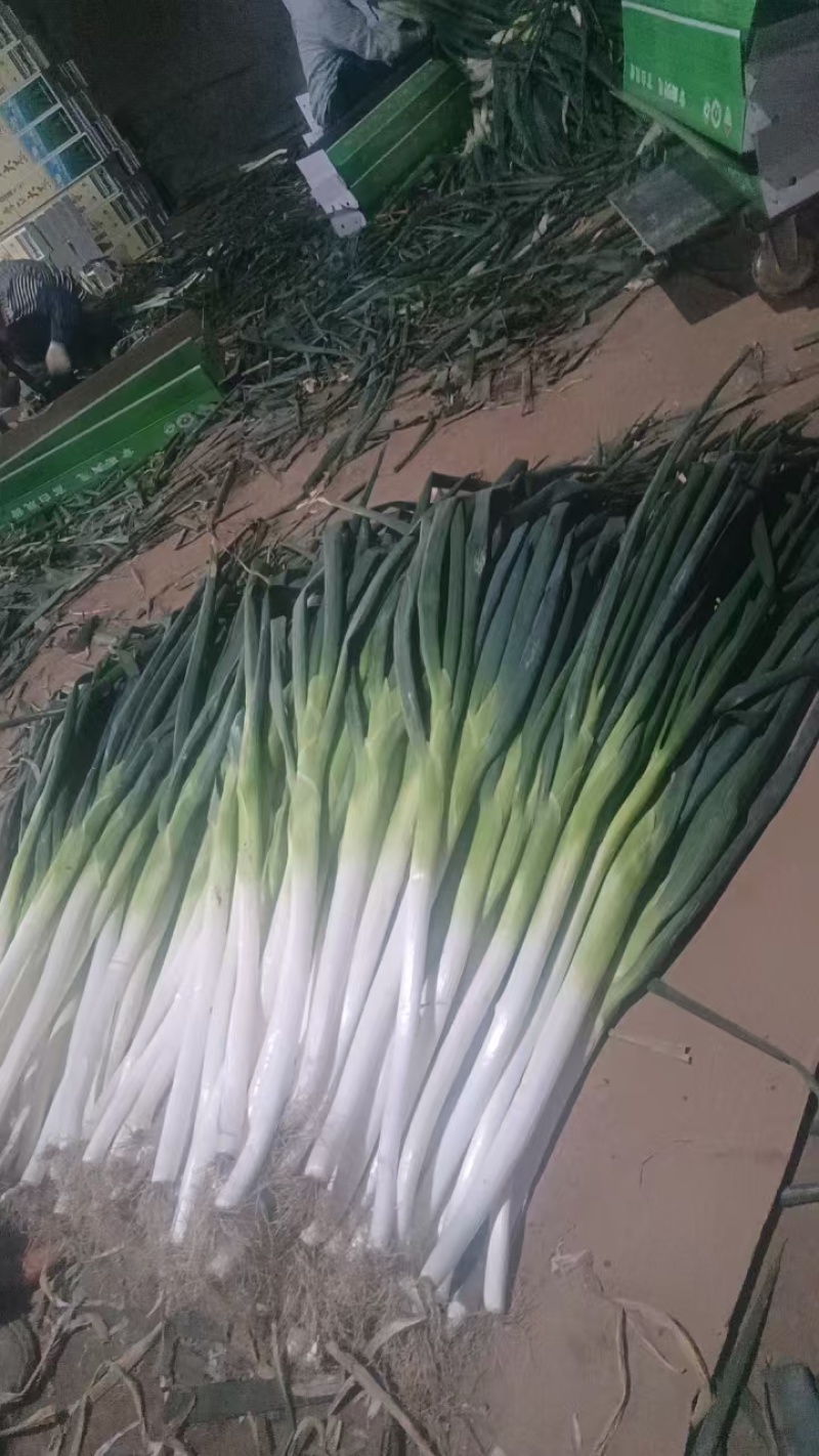 章丘大葱精品大葱毛葱葱白45---60公分