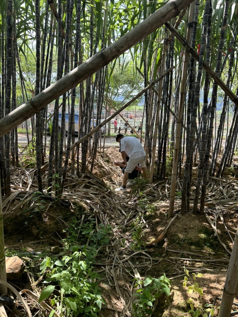 云南黑皮甘蔗大量上市，汁多口感甜，可对接各大商超市场