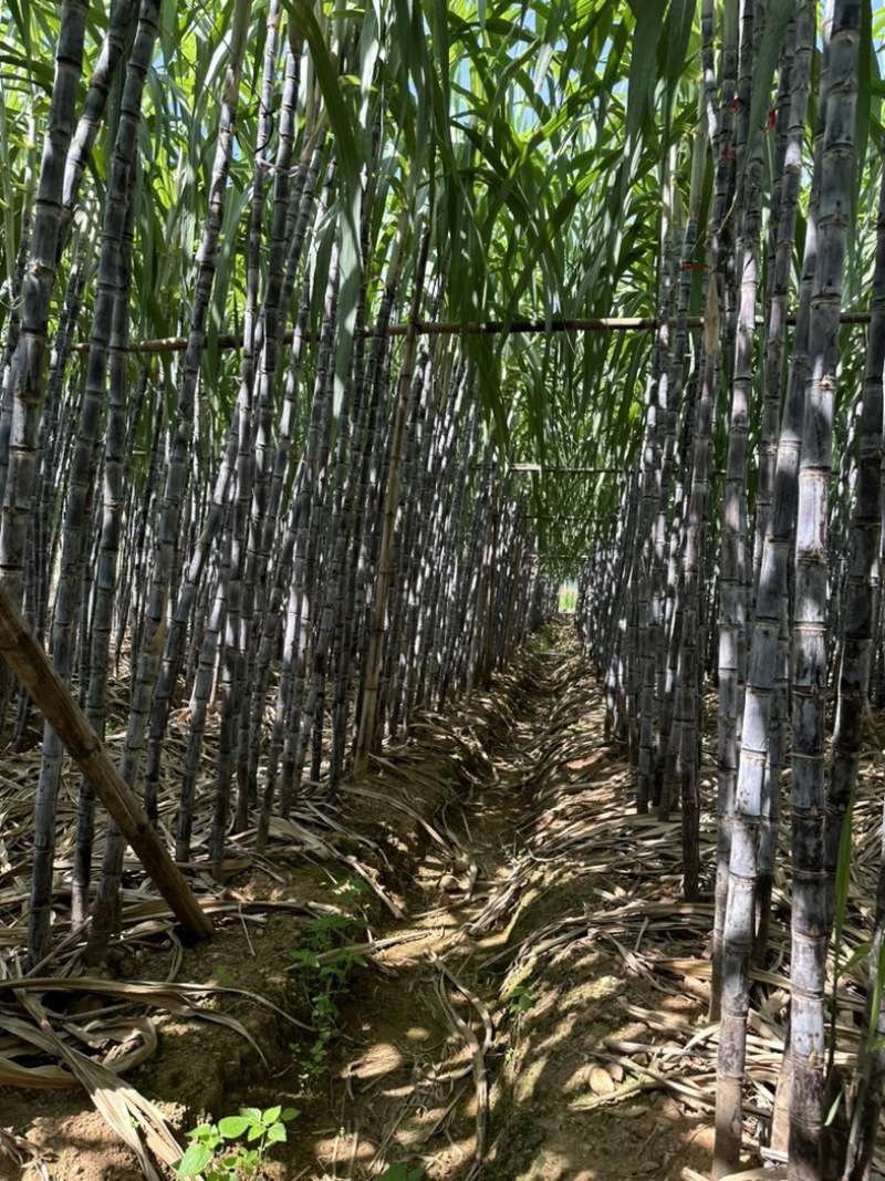 云南黑皮甘蔗大量上市，汁多口感甜，可对接各大商超市场