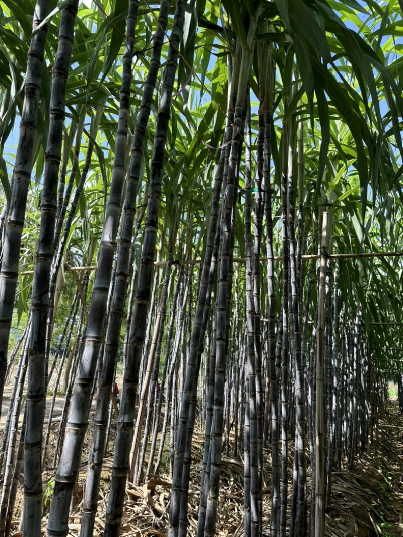 云南黑皮甘蔗大量上市，汁多口感甜，可对接各大商超市场