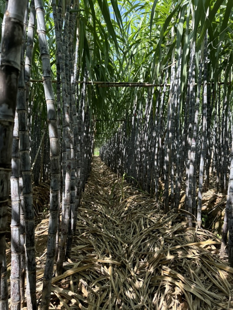 云南黑皮甘蔗大量上市，汁多口感甜，可对接各大商超市场