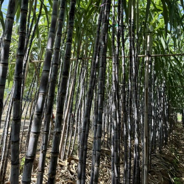 云南黑皮甘蔗大量上市，汁多口感甜，可对接各大商超市场