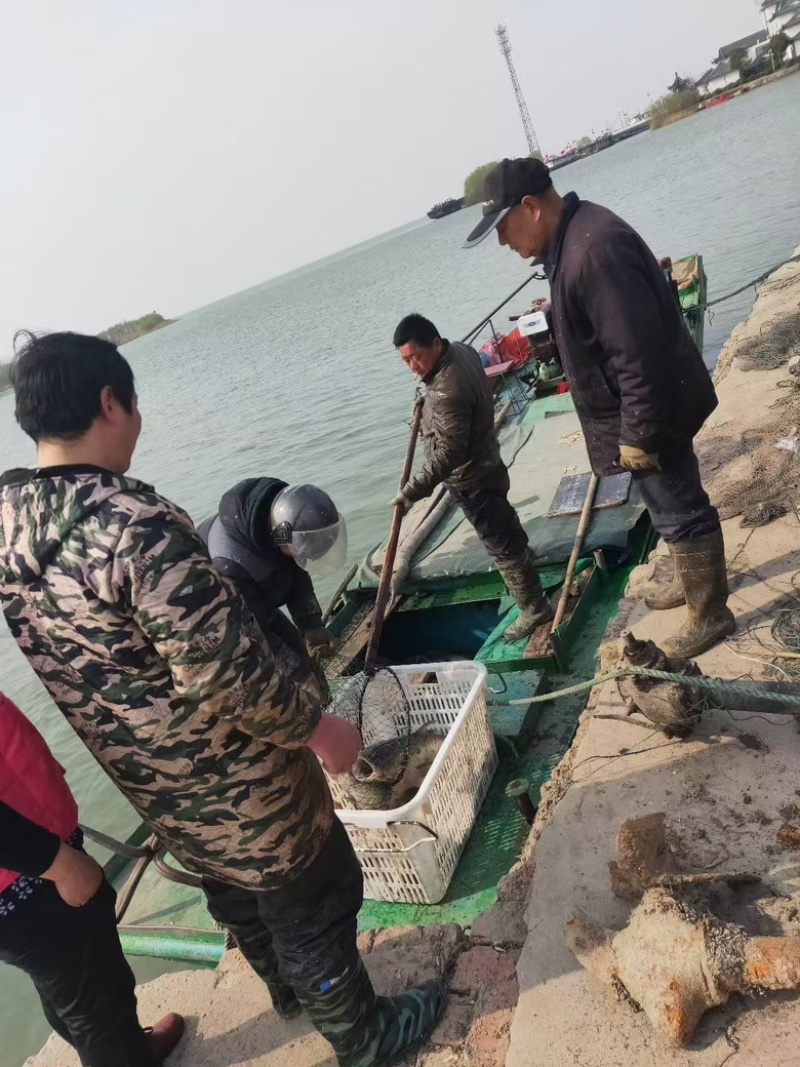 花鲢鱼，精品鲜货花鲢，花鲢，白鲢均有，肉质鲜嫩品质保障