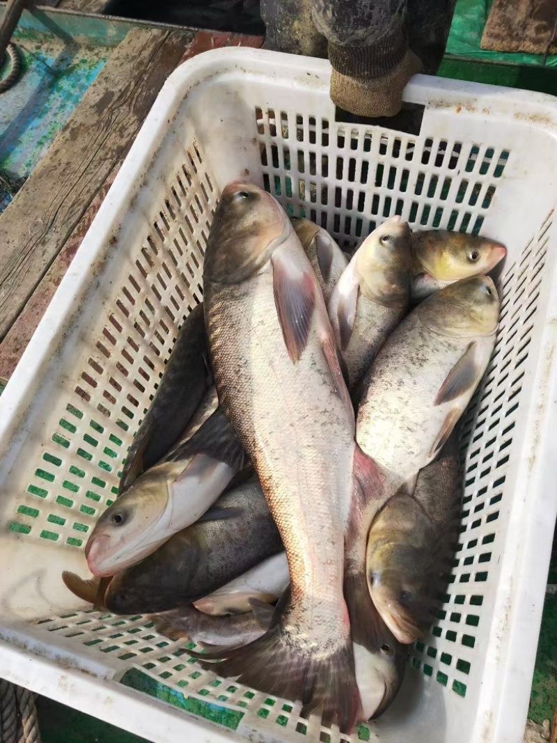 花鲢鱼，精品鲜货花鲢，花鲢，白鲢均有，肉质鲜嫩品质保障