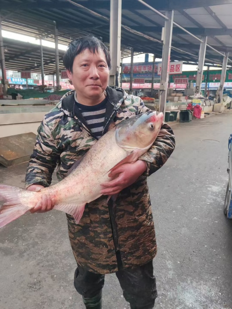 花鲢鱼，精品鲜货花鲢，花鲢，白鲢均有，肉质鲜嫩品质保障
