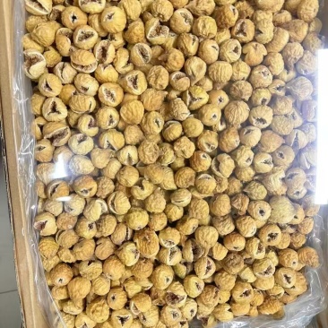 无花果(开花)