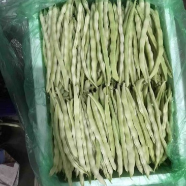 白豆大量