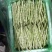 白豆大量