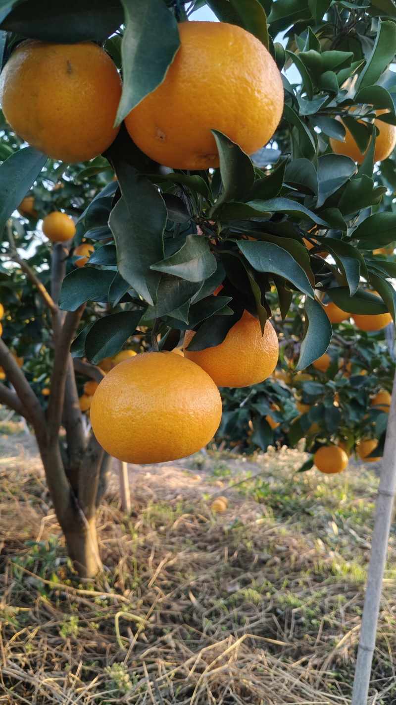 爱媛果冻橙