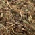 含羞草【包邮】三斤起发货可批量可零售量大从优