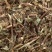 含羞草【包邮】三斤起发货可批量可零售量大从优