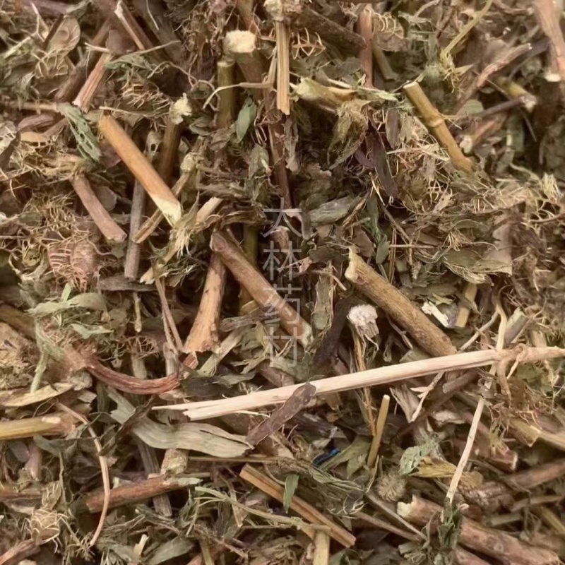 含羞草【包邮】三斤起发货可批量可零售量大从优
