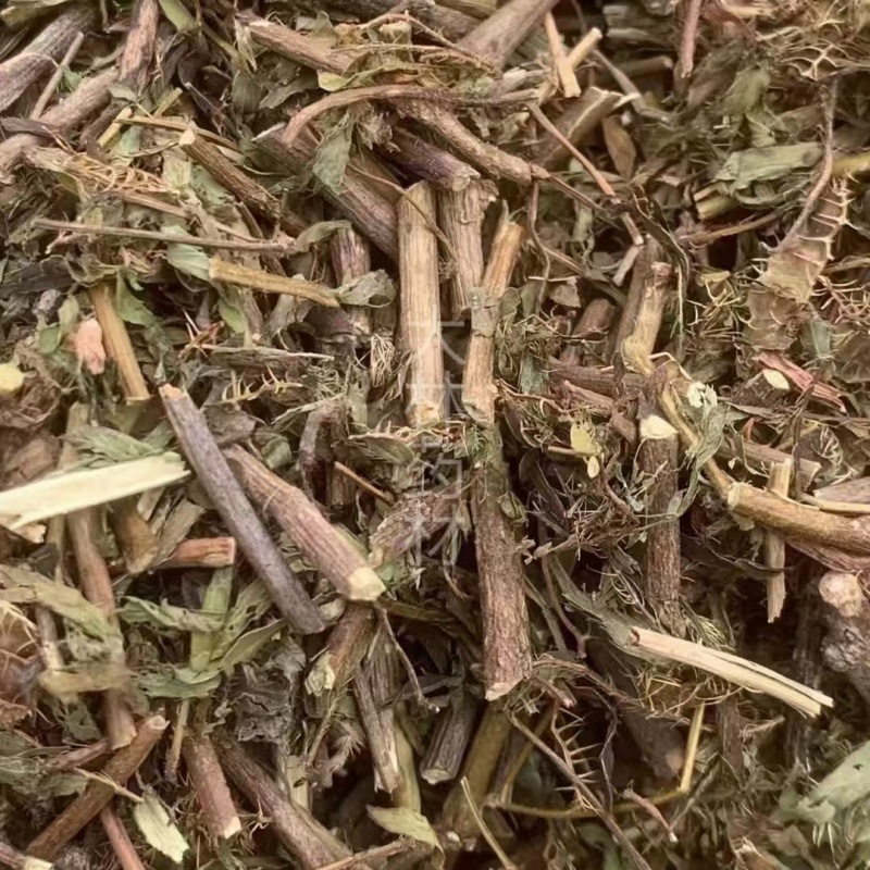 含羞草【包邮】三斤起发货可批量可零售量大从优
