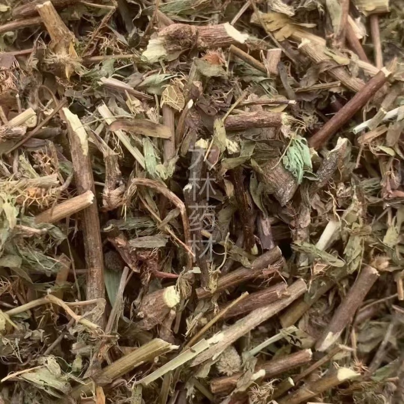 含羞草【包邮】三斤起发货可批量可零售量大从优