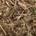 含羞草【包邮】三斤起发货可批量可零售量大从优