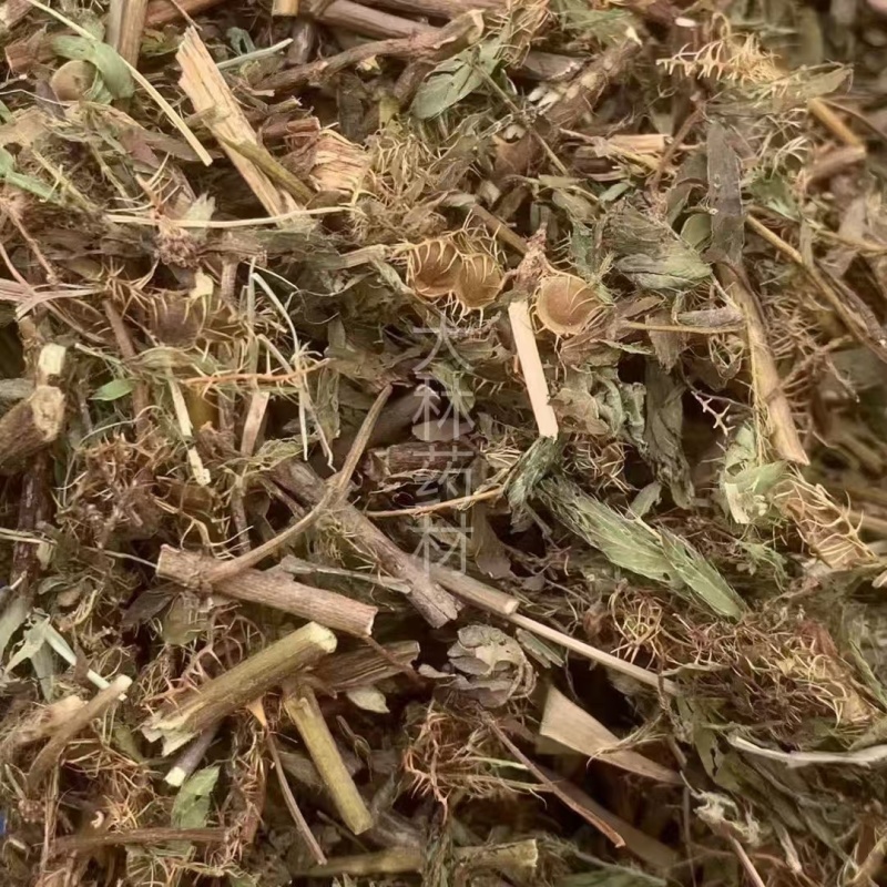 含羞草【包邮】三斤起发货可批量可零售量大从优