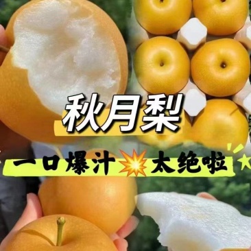 秋月梨河北秋月梨产地直销农超对接货源充足