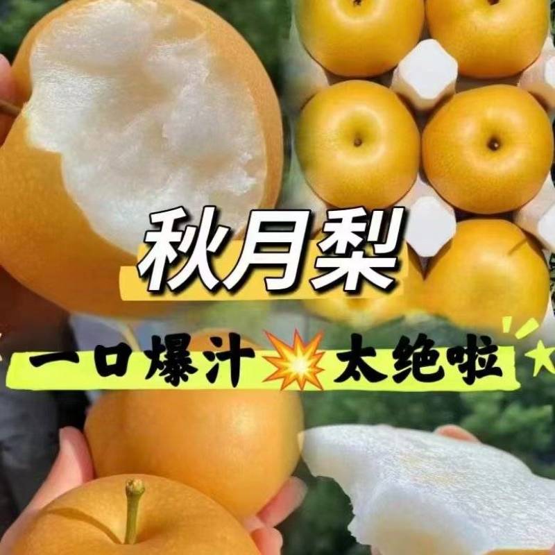 秋月梨河北秋月梨产地直销农超对接货源充足