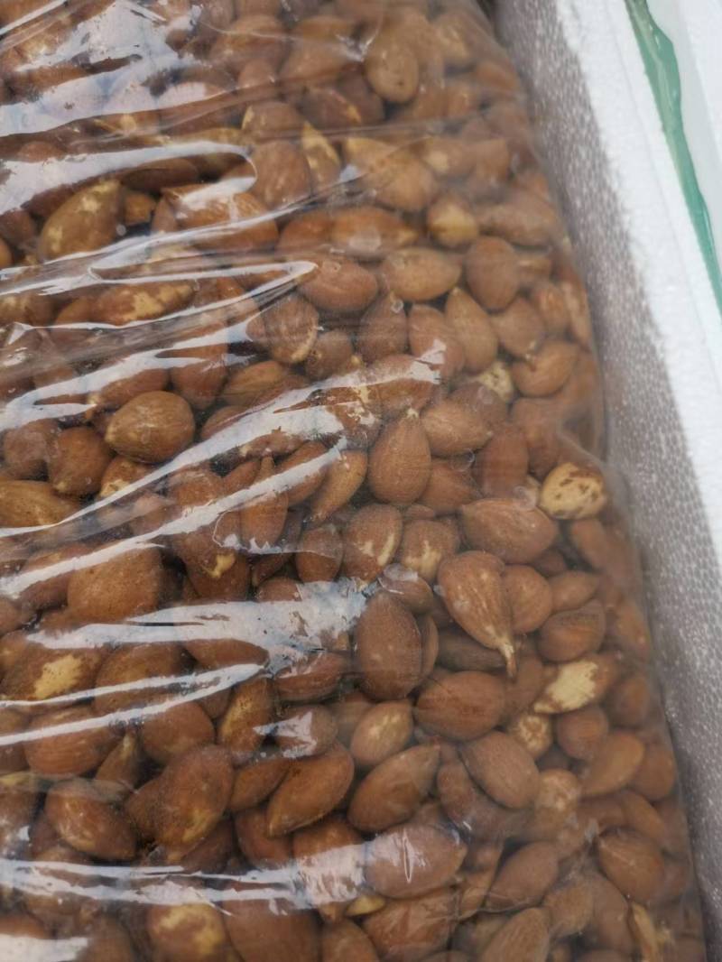 【推荐】毛桃树种子大量供应品质保证全国发货