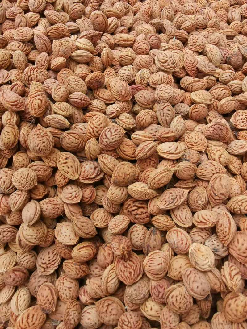 【推荐】毛桃树种子大量供应品质保证全国发货
