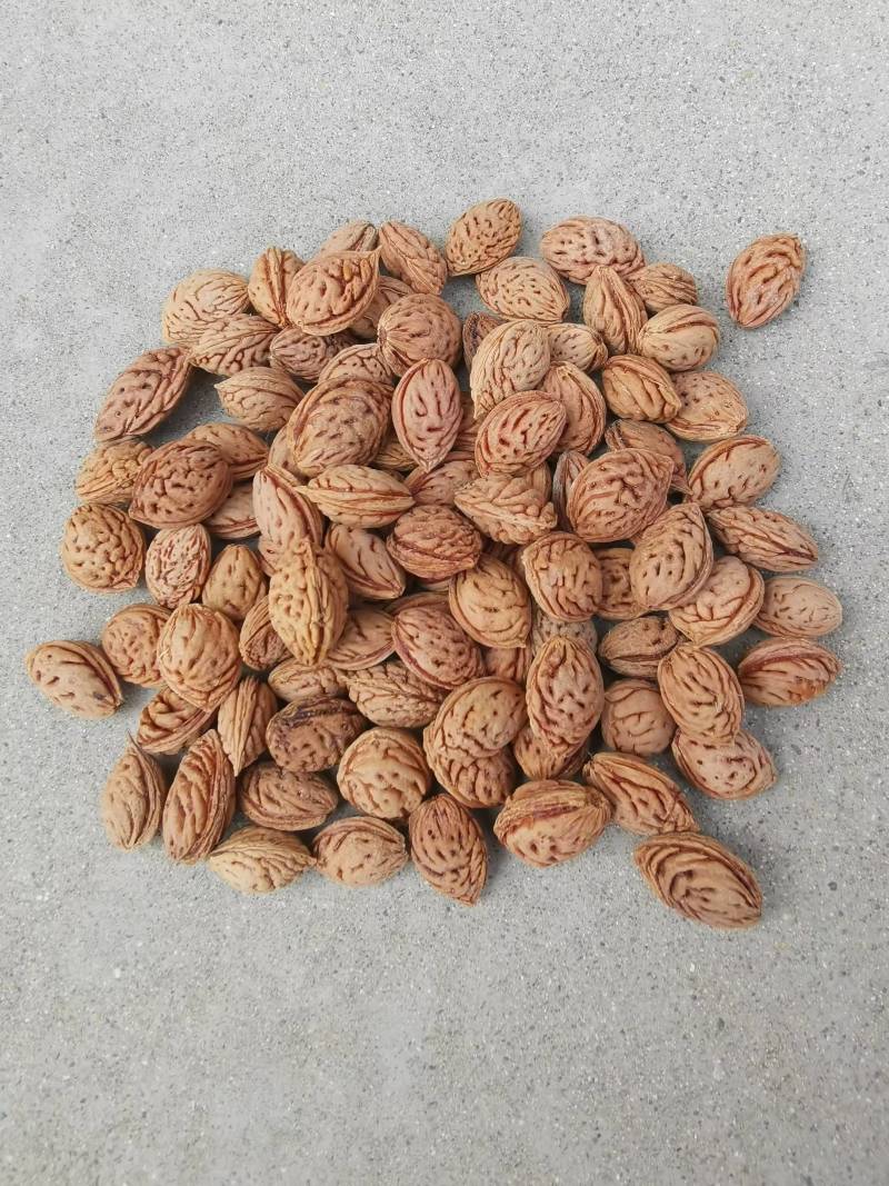 【推荐】毛桃树种子大量供应品质保证全国发货