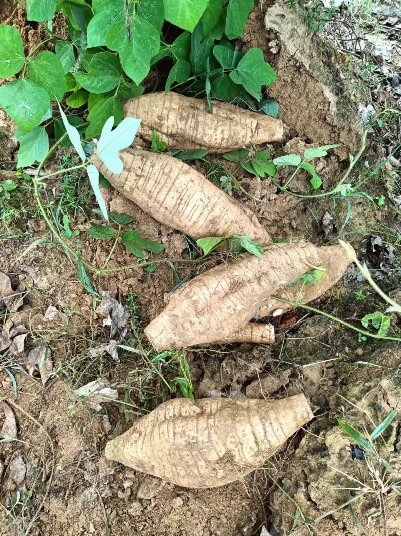 粉葛