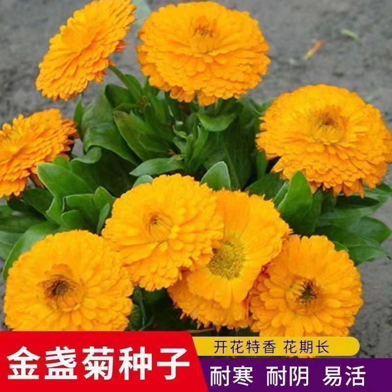 金盏菊种子金盏花种子四季易种花种子长生菊花海易种盆栽耐寒