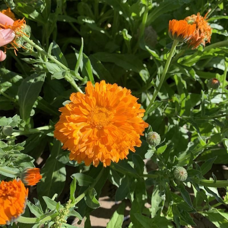 金盏菊种子金盏花种子四季易种花种子长生菊花海易种盆栽耐寒