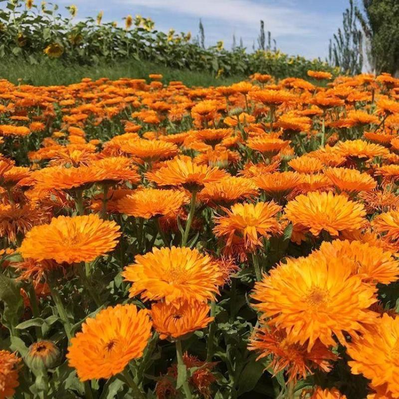 金盏菊种子金盏花种子四季易种花种子长生菊花海易种盆栽耐寒