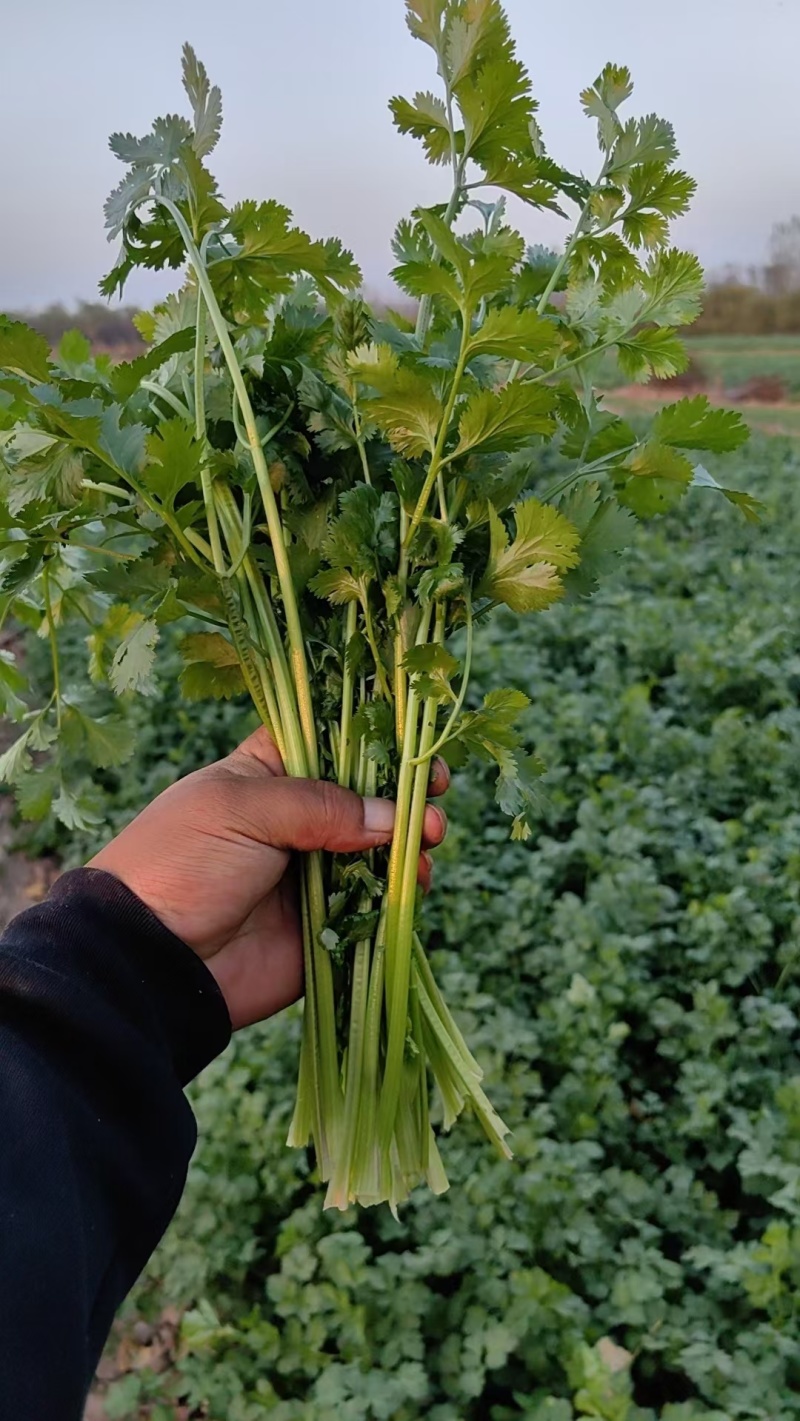脱水香菜